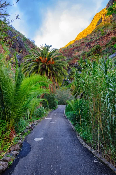 Palms with a road near Masca village with mountains, Tenerife, C — Stock Photo, Image
