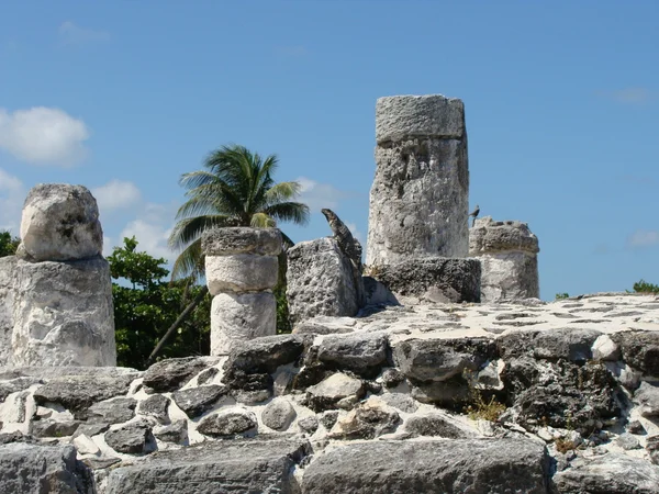 "El Rey" archaeological zone in Cancun. — Stock Photo, Image