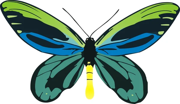 Бабочка-орнитоптера Александра Ротшильд — стоковый вектор