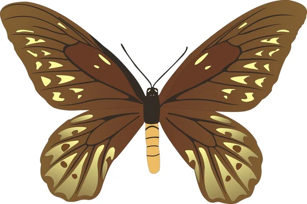 Pillangó Ornithoptera Alexandrae Rothschild W — Stock Vector