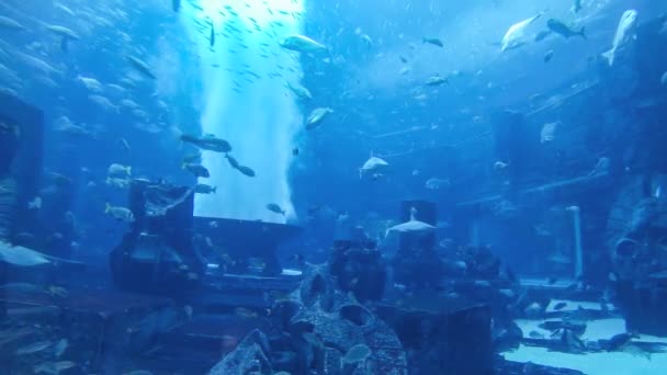 Acquario grande — Video Stock