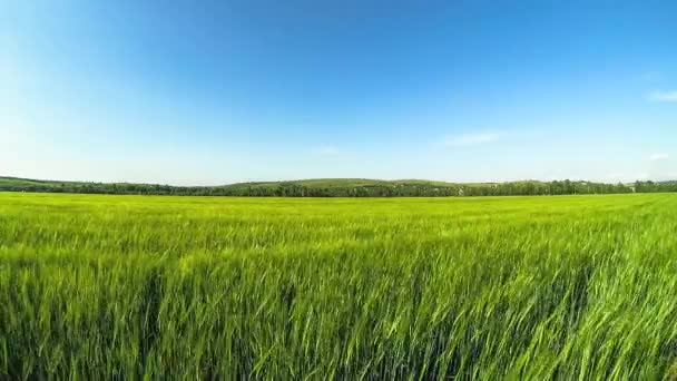 Image de fond du champ d'herbe luxuriante sous le ciel bleu 