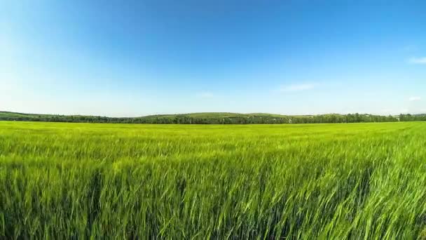 Achtergrondafbeelding van weelderige grasveld onder de blauwe hemel — Stockvideo