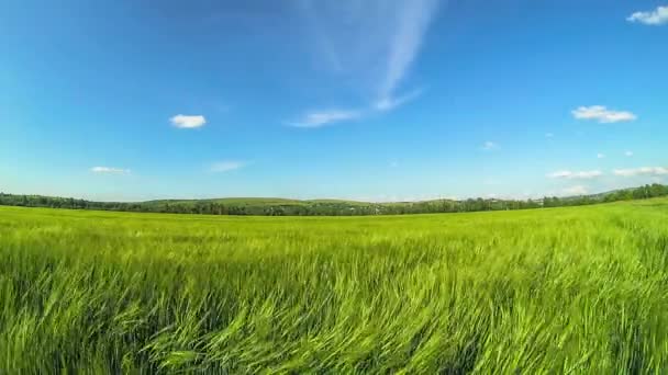 Achtergrondafbeelding van weelderige grasveld onder de blauwe hemel — Stockvideo