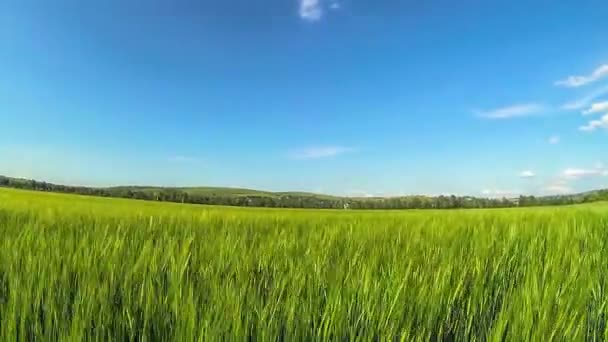 Hierba verde y cielo azul brillante en movimiento — Vídeos de Stock