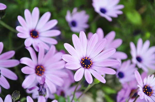 Cinque margherita viola primo piano con sfondo foglie verdi — Foto Stock