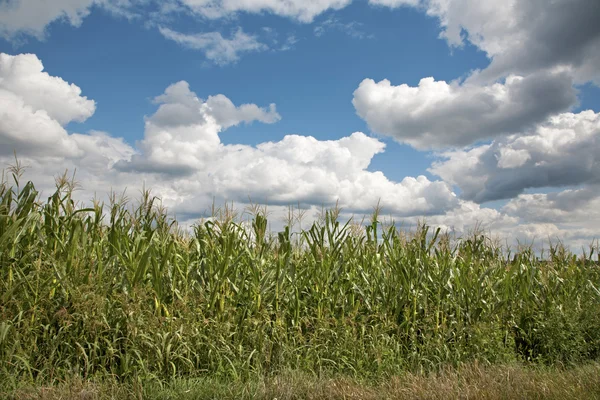 Campo de maíz y cloudscape — Stockfoto