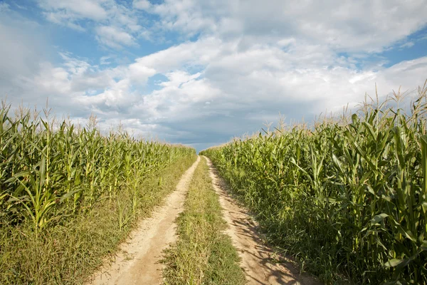 Way on the field of maize — Stock Photo, Image