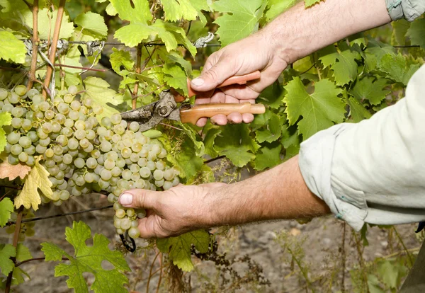 Hands of vintner by the vintage — Stock Photo, Image