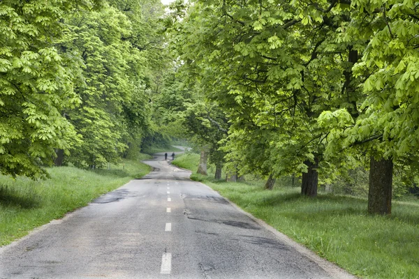 Chestnut alley after spring rain