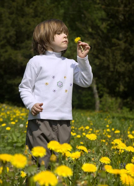 小女孩在春天草甸-蒲公英 — 图库照片