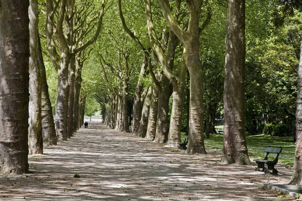 ブリュッセル - バシリカ会堂のための公園の路地 — ストック写真