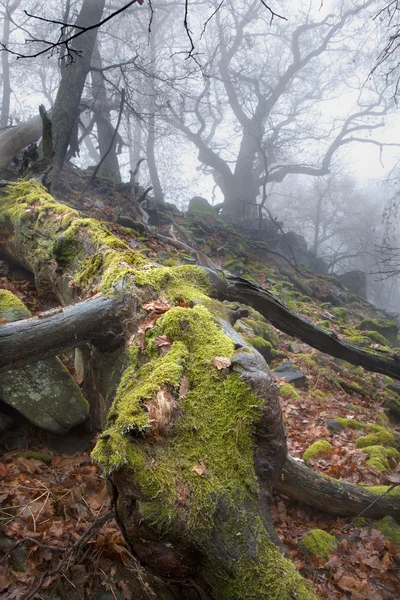 Floresta de outono no nevoeiro - caule velho — Fotografia de Stock