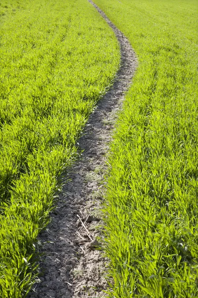 Campo en primavera — Foto de Stock