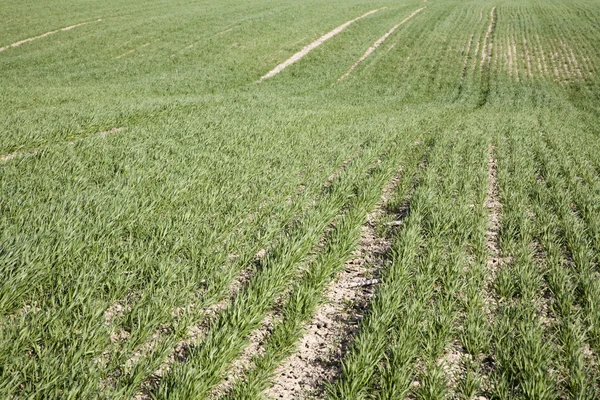 Field of corn in spring — Stock Photo, Image