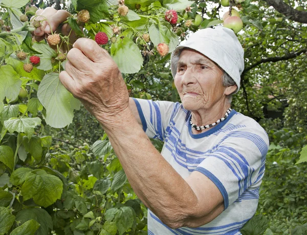 Grootmoeder en in haar tuin - framboos — Stockfoto