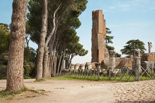 Rome - ruïnes van Palatijnse heuvel en pine — Stockfoto