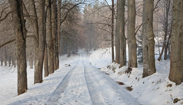 Beco e caminho na manhã de inverno — Fotografia de Stock