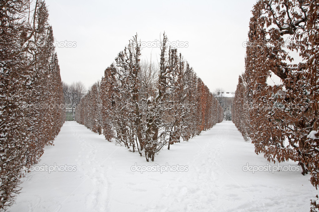 Vienna - live fence from gardens of Schonbrun palace in winter
