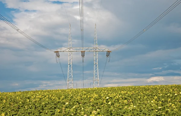 Campo de girasoles y cielo y mástil —  Fotos de Stock