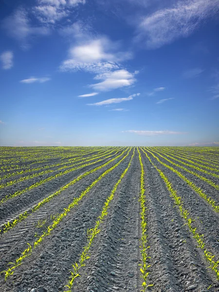 Gebied van maïs en de hemel in de lente — Stockfoto