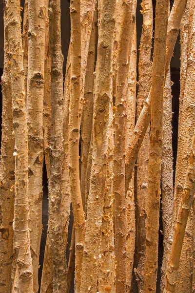 자작나무 장식 — 스톡 사진