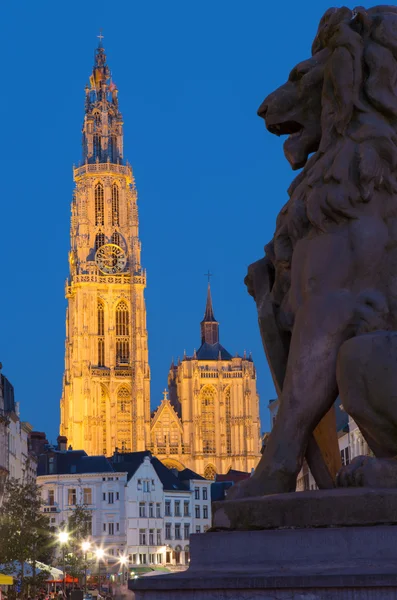 Antwerpen - onze Lieve-Vrouwekathedraal met de Leeuw standbeeld en de suikerrui straat in de avond schemering — Stockfoto