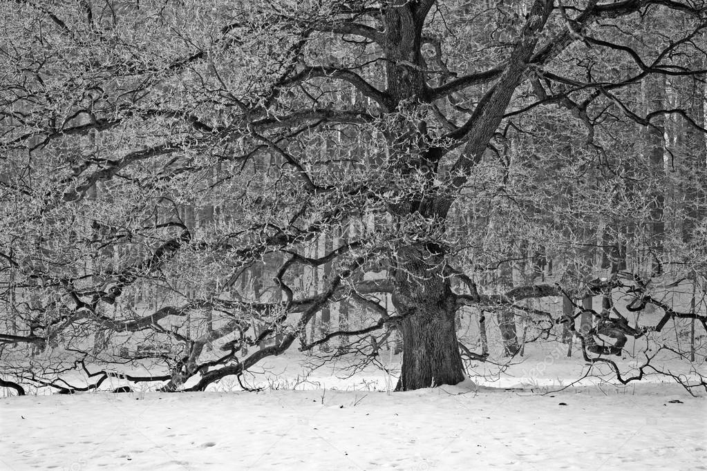 Old oak in winter