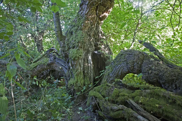 Mulberry tree - very old morus nigra — Stock Photo, Image