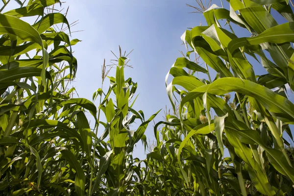 Maïs in de zomer — Stockfoto