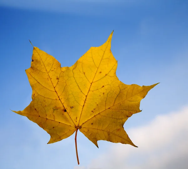 Liść klonowy i niebo - jesień — Zdjęcie stockowe