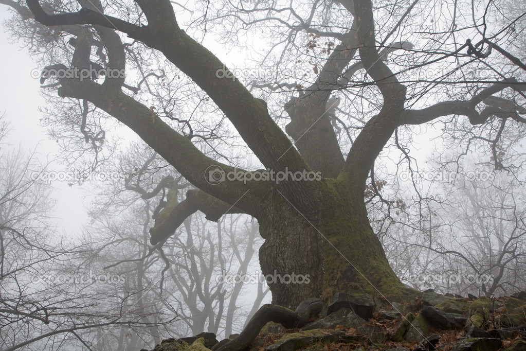 Very old oak in the fog