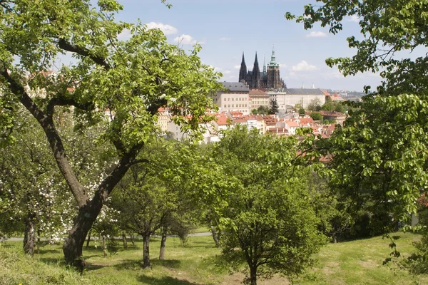 Prag - St. Veitsdom überquert die Bäume — Stockfoto