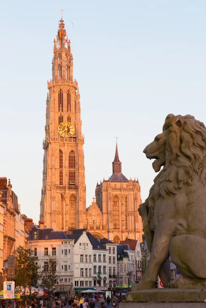 ANTWERP, BÉLGICA - 4 DE SEPTIEMBRE DE 2013: Catedral de Nuestra Señora con la estatua del león y la calle Suikerrui por la noche — Foto de Stock