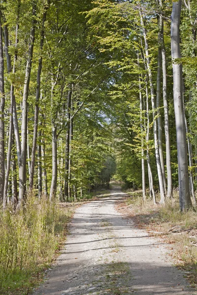 Droga w lesie — Zdjęcie stockowe
