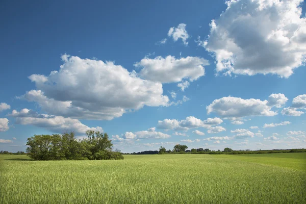 Pola i cloudscape wiosną — Zdjęcie stockowe