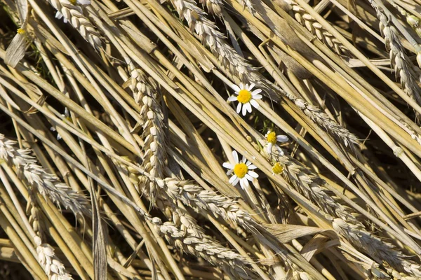 Flower in grain afte the storm — Stock Photo, Image