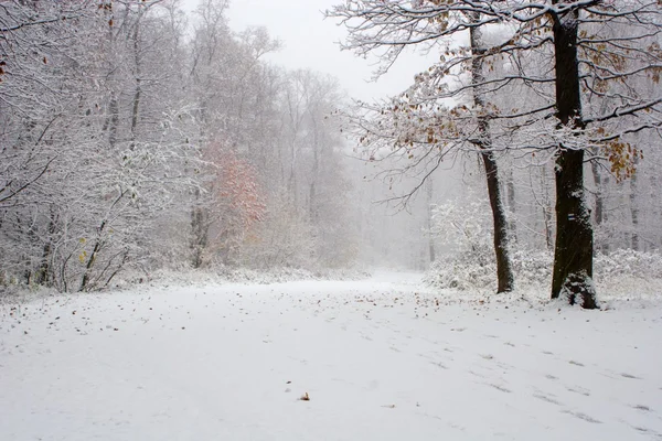 Primeira neve na floresta — Fotografia de Stock