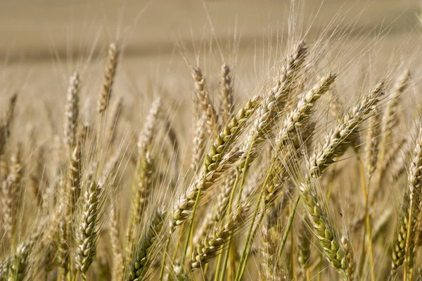 Grain for the harvest — Stock Photo, Image