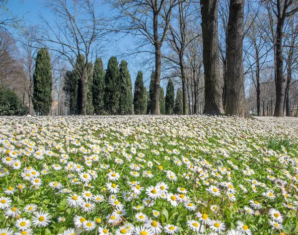 Daisy flowers in the park on Bologna — Stock Photo, Image