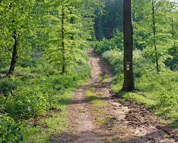 Chemin dans la forêt printanière de Little Carpatian — Photo