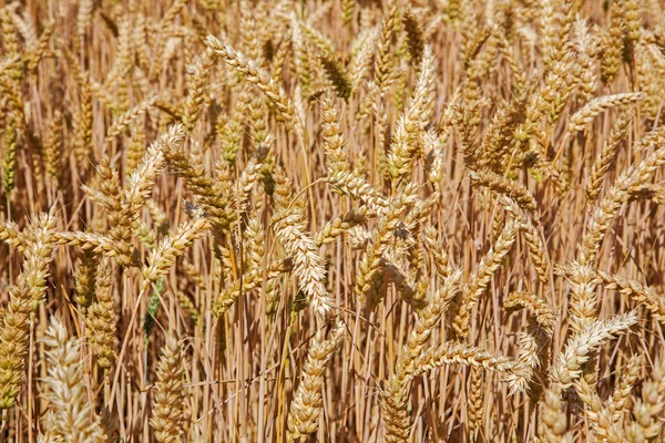 Pole kukuřice pro sklizeň — Stock fotografie