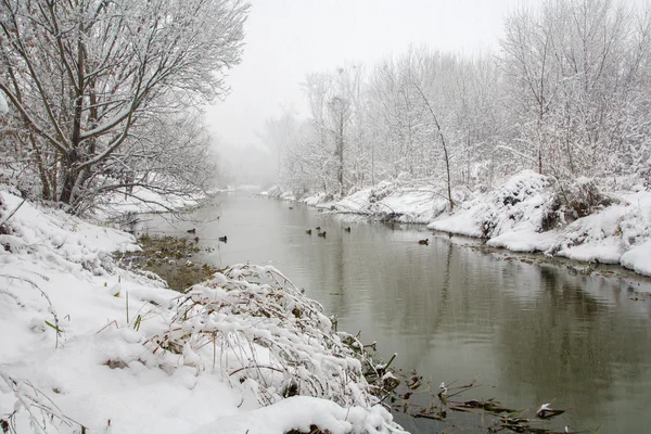 Fluss kleine Donau im Winter - Westslowakei — Stockfoto