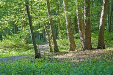 Küçük Karpat ormanda bahar