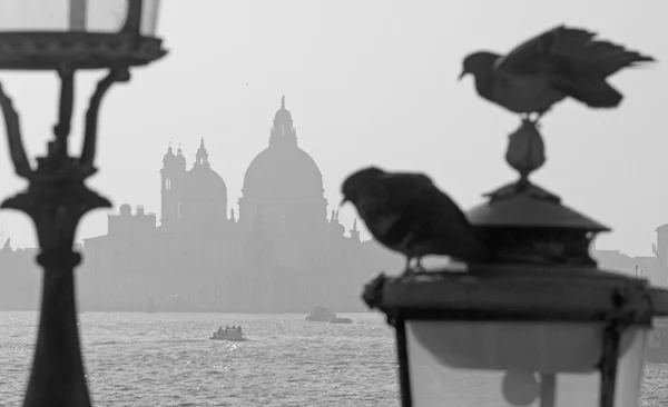 Venedik - santa maria della salute kilisede akşam siluet — Stok fotoğraf