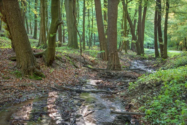 Piccolo torrente nella foresta — Foto Stock