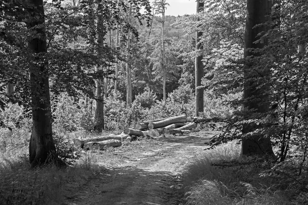 Caminho na floresta de primavera em Little Carpathian - Eslováquia — Fotografia de Stock