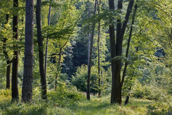 Lumière dans la forêt printanière de hêtres dans la Petite Carpate — Photo