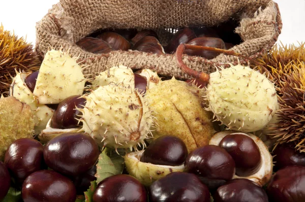 With wild chestnuts hedgehogs — Stock Photo, Image