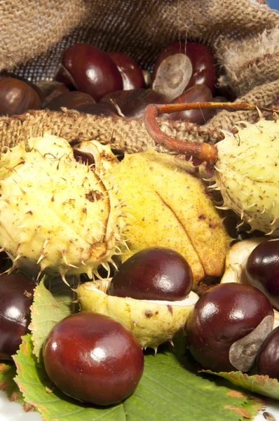 With wild chestnuts hedgehogs — Stock Photo, Image